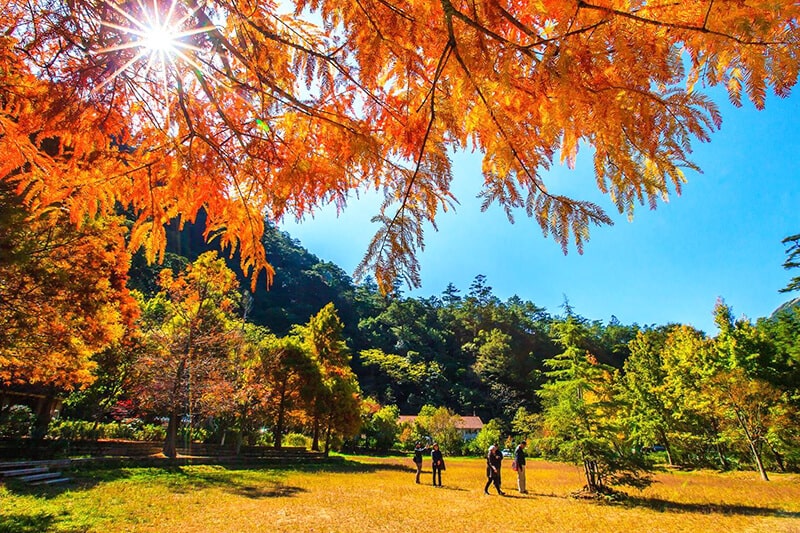Du lịch Đài Loan mùa Thu lá vàng