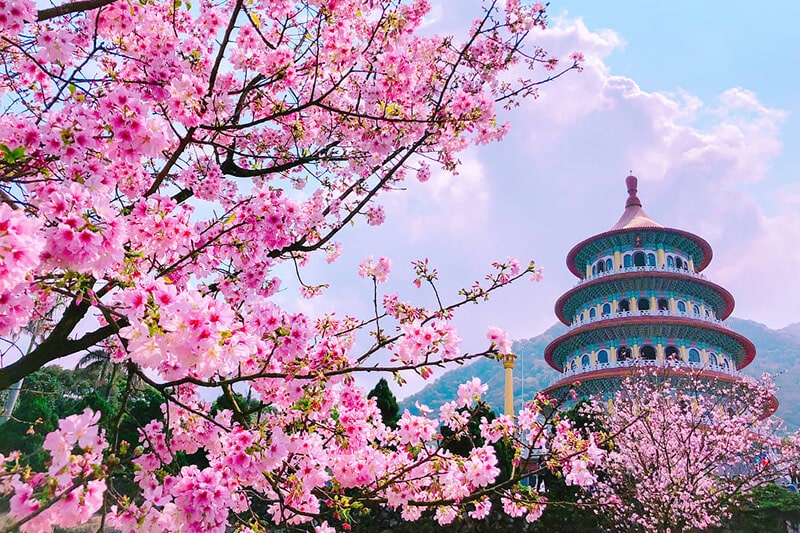 Hoa anh đào Đền Tianyuan du lịch Đài Loan