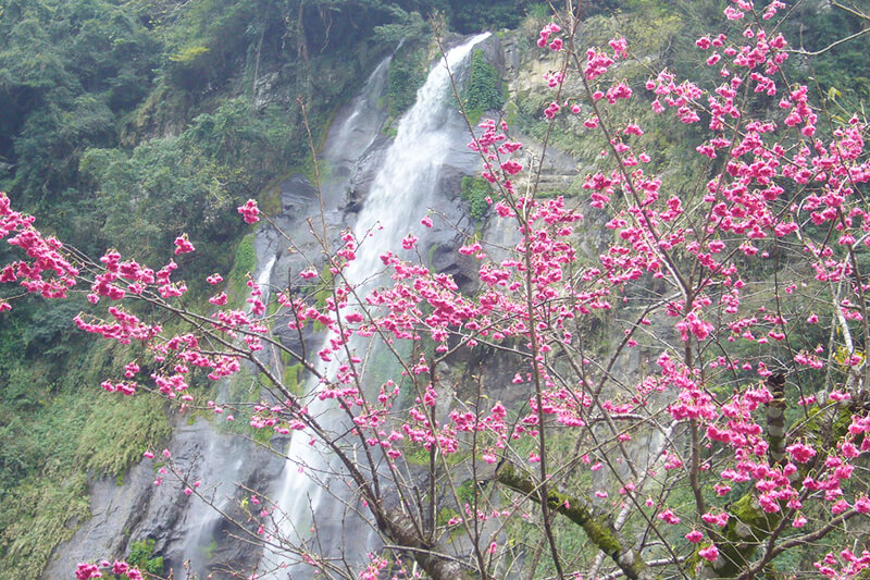 Hoa anh đào thác nước Wulai du lịch Đài Loan